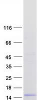 Human C4orf3 Protein (Recombinant Myc-DDK (Flag))