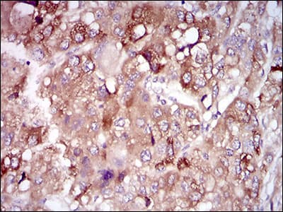 PON1 / ESA Antibody (aa20-155, clone 4G8A12)