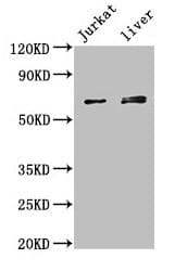 KLHL2 / MAV Antibody