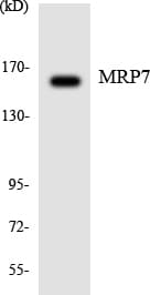 IHC-plus™ ABCC10 Antibody (aa816-865)