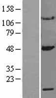 MRPS10 Protein (Over-Expression Lysate Myc-DDK (Flag))