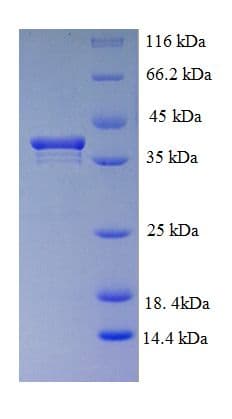 Human PCNA-Associated Factor Protein (Recombinant GST)