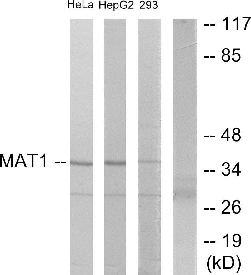MAT / MAT1A Antibody