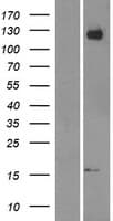 Human APP / Beta Amyloid Precursor Protein (Over-Expression Lysate Myc-DDK (Flag))