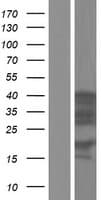 Human HNRNPD / AUF1 Protein (Over-Expression Lysate Myc-DDK (Flag))