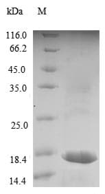 Human LITAF Protein (Recombinant GST, N-terminus)