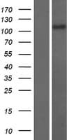 RASAL3 Protein (Over-Expression Lysate Myc-DDK (Flag))