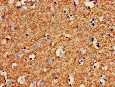 MBP / Myelin Basic Protein Antibody