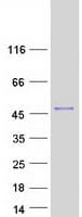 Human GBX1 Protein (Recombinant Myc-DDK (Flag))