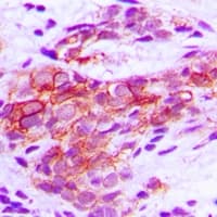 COX6A1 Antibody