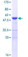 Human PSMB6 Protein (Recombinant GST)