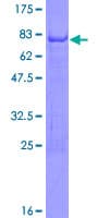 Human NOVA1 Protein (Recombinant GST)
