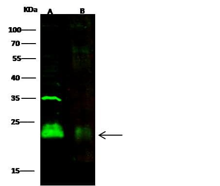 CD3D Antibody (clone 12, Preservative Free)