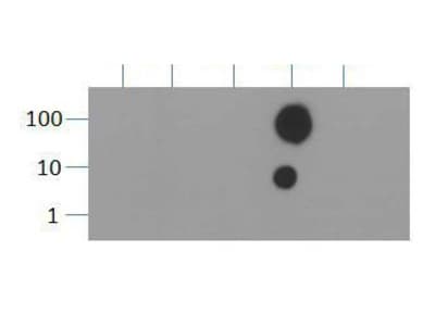 HIST3H3 Antibody (Me3-Lys37)