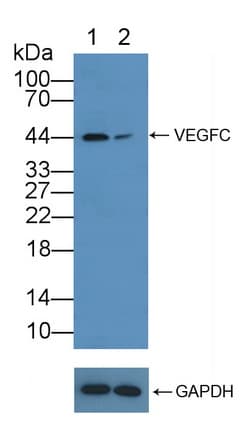 Polyclonal Rabbit anti-Human VEGFC Antibody (aa47-413, WB)