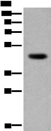 CDKL4 Antibody