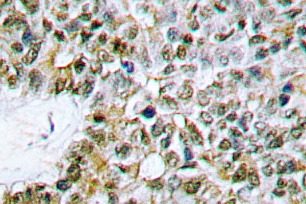 CASP9 / Caspase 9 Antibody (Arg192)