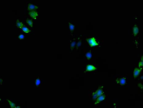 KPNA2 / Importin Alpha 1 Antibody