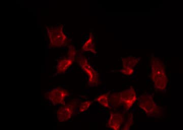 PTGS1 / COX-1 Antibody