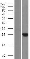 BPIFA2 / SPLUNC2 Protein (Over-Expression Lysate Myc-DDK (Flag))
