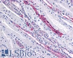 PathPlus™ GPR4 Antibody (Cytoplasmic Domain)