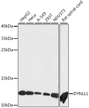 DYNLL1 / PIN Antibody