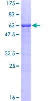 Human BAFF / TNFSF13B Protein (Recombinant GST)
