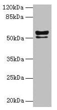 KRT72 / Keratin 72 / K6irs Antibody