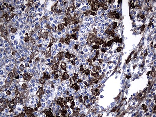GTPCH1 / GCH1 Antibody (clone OTI2D12, Carrier-free)