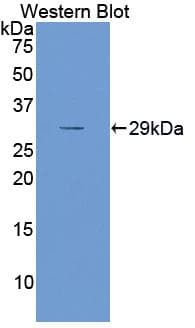 APOA1 / Apolipoprotein A 1 Antibody (aa25-265)