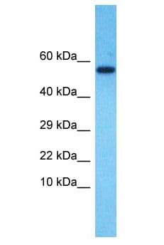 SOHLH2 Antibody (aa54-103)