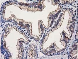 OSGEP Antibody (clone OTI8B3)