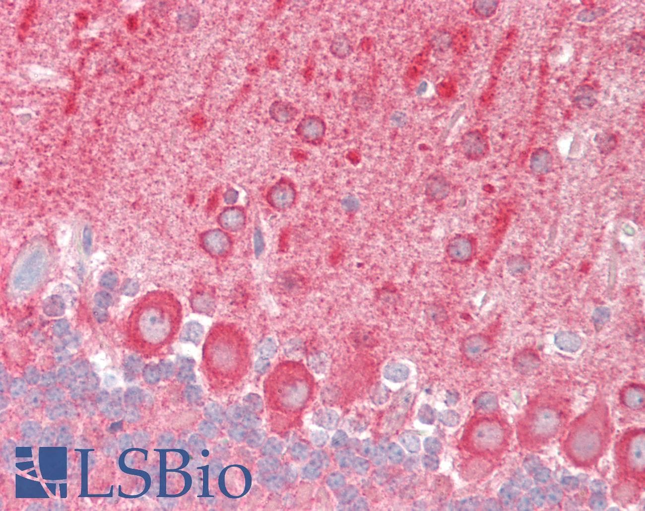 IHC-plus™ Polyclonal Rabbit anti-Mouse TRAF6 Antibody (IHC, WB)