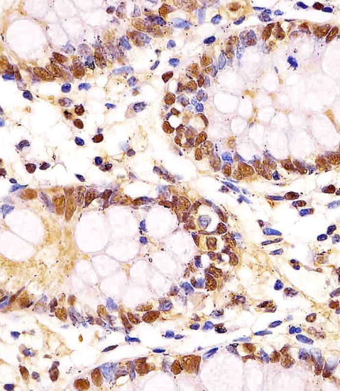 GAPDH Antibody (clone 1653CT401.3.33)