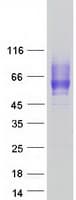 Human CD200R1 / CD200R Protein (Recombinant Myc-DDK (Flag))