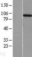 AMPH / Amphiphysin Protein (Over-Expression Lysate Myc-DDK (Flag))