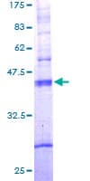 Human TAS2R10 / TRB2 Protein (Recombinant GST)