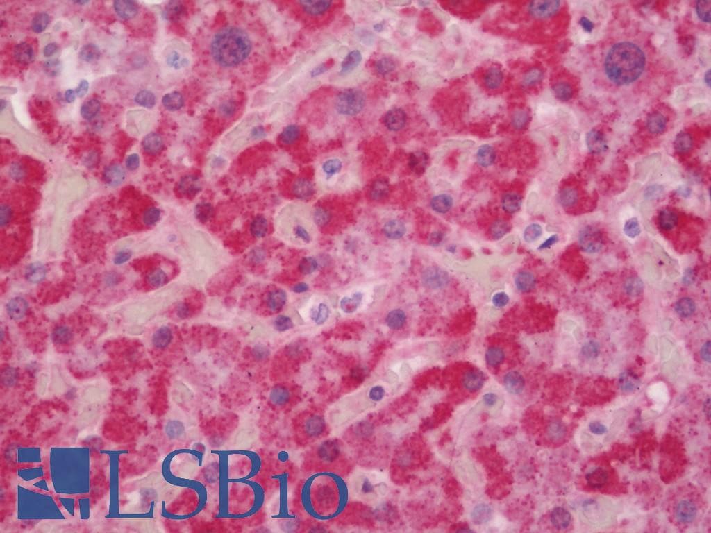 IHC-plus™ Polyclonal Rabbit anti-Human APLNR/ Apelin Receptor / APJ Antibody (aa310-380, IHC, WB)