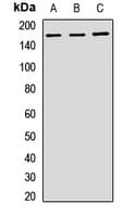 Polyclonal Rabbit anti-Human PELP1 Antibody (IHC, WB)