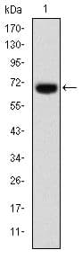 FOXP2 Antibody (clone 5C11A2)