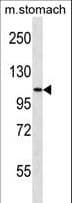 SH3RF3 Antibody (aa801-829)