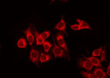 SLC16A3 Antibody