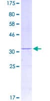 Human PIGY Protein (Recombinant GST)