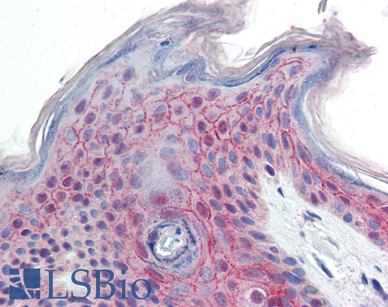 IHC-plus™ DESI2 / PPPDE1 Antibody (aa91-102)
