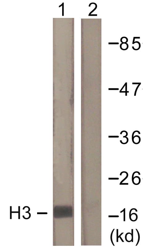 IHC-plus™ Polyclonal Rabbit anti-Human Histone H3 Antibody (aa1-50, IHC, WB)