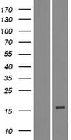 DEFB114 Protein (Over-Expression Lysate Myc-DDK (Flag))
