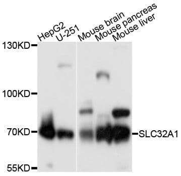 SLC32A1 / VGAT Antibody