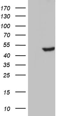 Monoclonal Mouse anti-Human BRUNOL6 / CELF6 Antibody (clone OTI2B8, WB)