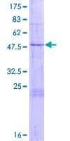Human LYG2 Protein (Recombinant GST)