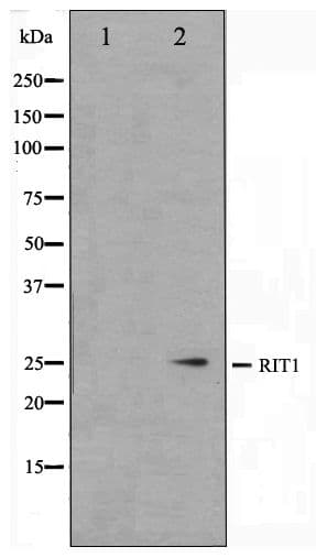 RIT1 Antibody